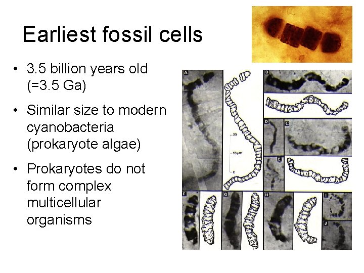 Earliest fossil cells • 3. 5 billion years old (=3. 5 Ga) • Similar