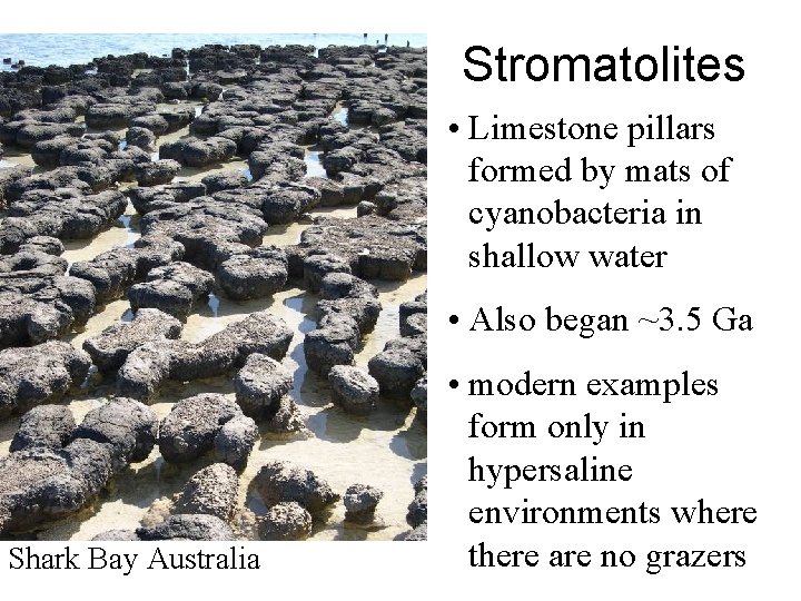 Stromatolites • Limestone pillars formed by mats of cyanobacteria in shallow water • Also