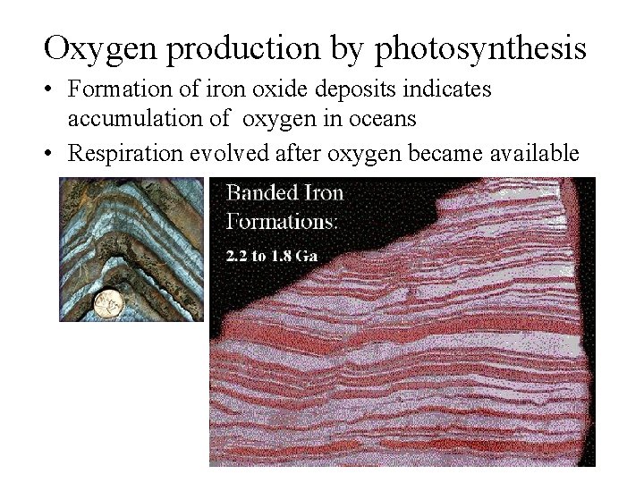 Oxygen production by photosynthesis • Formation of iron oxide deposits indicates accumulation of oxygen