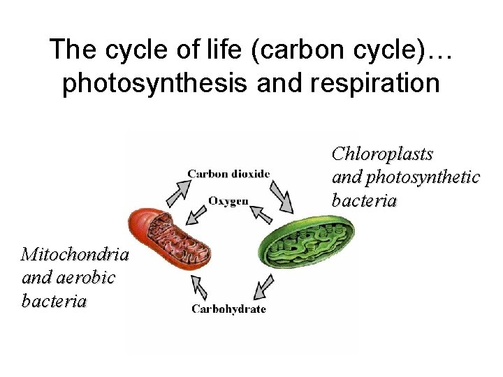 The cycle of life (carbon cycle)… photosynthesis and respiration Chloroplasts and photosynthetic bacteria Mitochondria