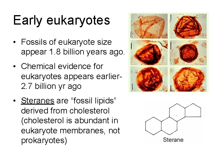 Early eukaryotes • Fossils of eukaryote size appear 1. 8 billion years ago. •