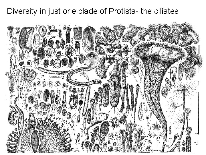 Diversity in just one clade of Protista- the ciliates 