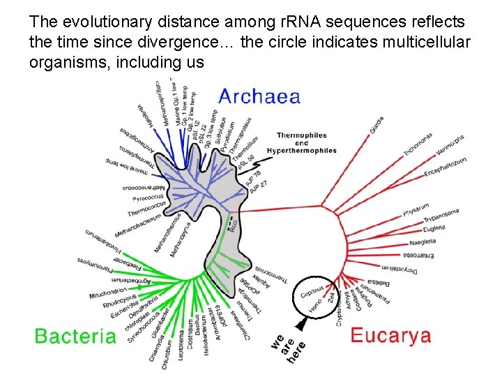 The evolutionary distance among r. RNA sequences reflects the time since divergence… the circle