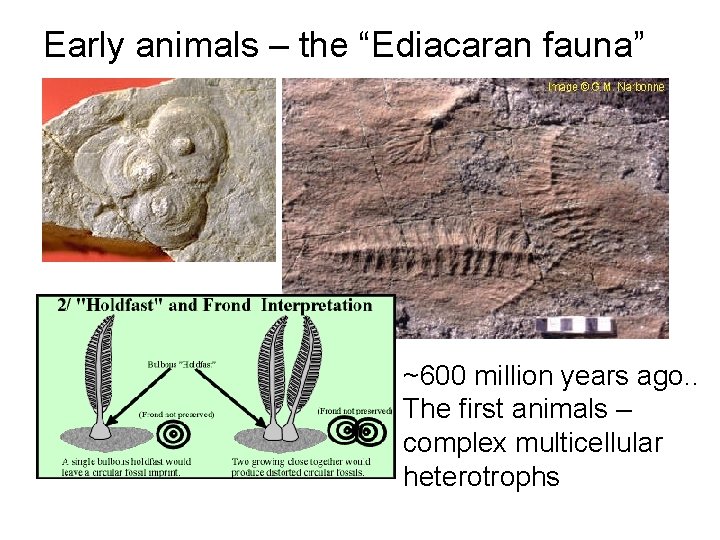 Early animals – the “Ediacaran fauna” ~600 million years ago. . The first animals