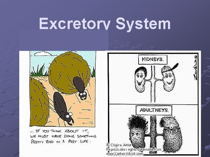 Excretory System 