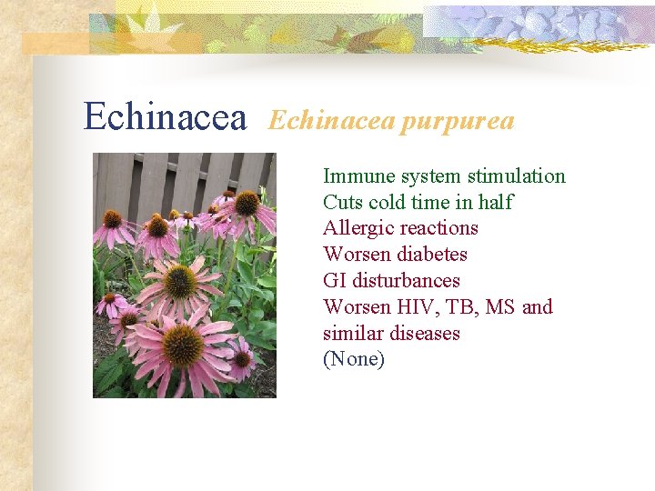 Echinacea purpurea Immune system stimulation Cuts cold time in half Allergic reactions Worsen diabetes