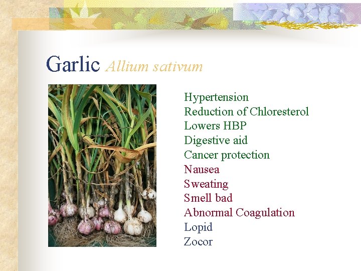 Garlic Allium sativum Hypertension Reduction of Chloresterol Lowers HBP Digestive aid Cancer protection Nausea