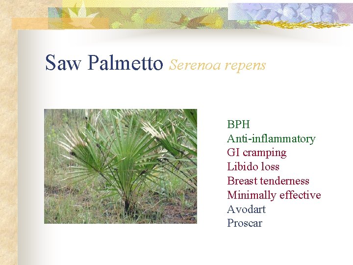 Saw Palmetto Serenoa repens BPH Anti-inflammatory GI cramping Libido loss Breast tenderness Minimally effective