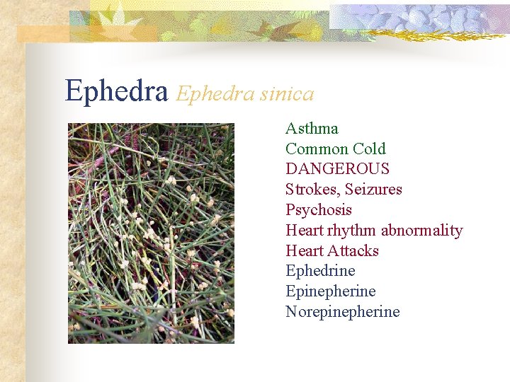 Ephedra sinica Asthma Common Cold DANGEROUS Strokes, Seizures Psychosis Heart rhythm abnormality Heart Attacks