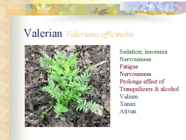 Valeriana officinalis Sedation; insomnia Nervousness Fatigue Nervousness Prolongs effect of Tranquilizers & alcohol Valium