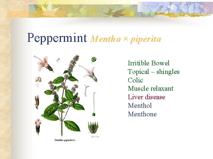 Peppermint Mentha × piperita Irritible Bowel Topical – shingles Colic Muscle relaxant Liver disease