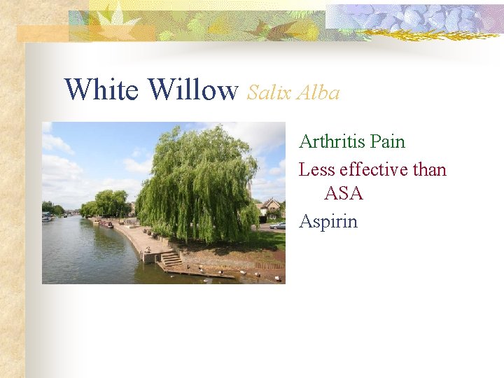 White Willow Salix Alba Arthritis Pain Less effective than ASA Aspirin 