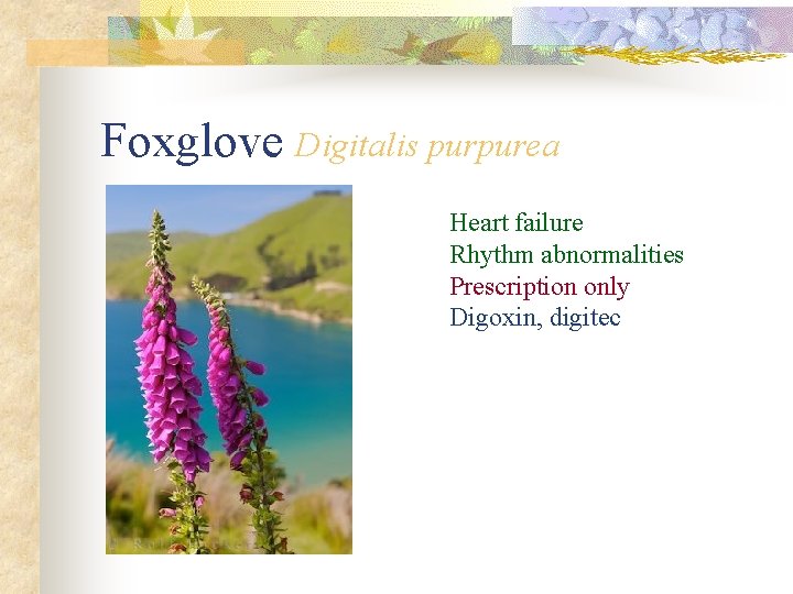 Foxglove Digitalis purpurea Heart failure Rhythm abnormalities Prescription only Digoxin, digitec 