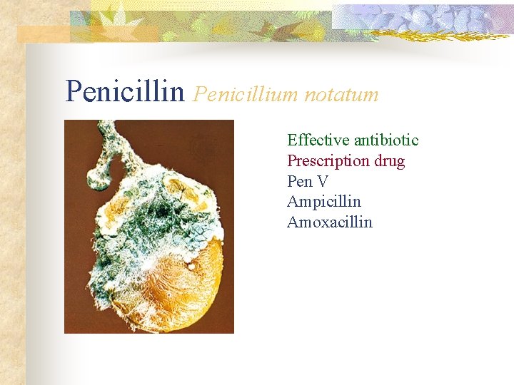 Penicillin Penicillium notatum Effective antibiotic Prescription drug Pen V Ampicillin Amoxacillin 