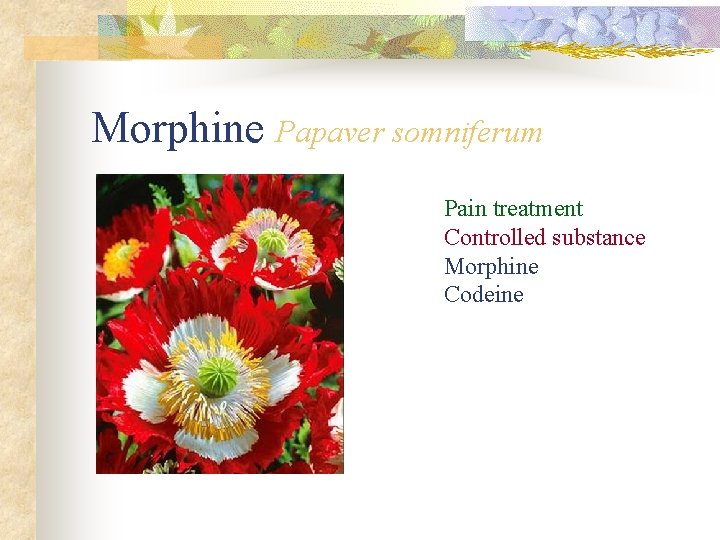 Morphine Papaver somniferum Pain treatment Controlled substance Morphine Codeine 