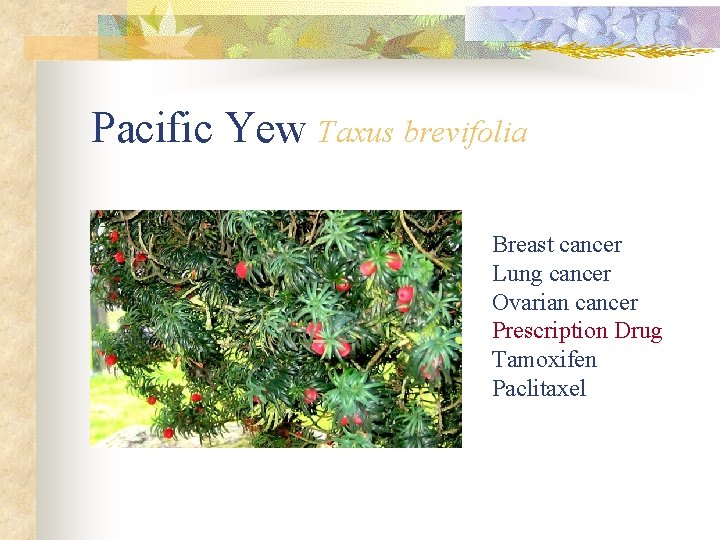 Pacific Yew Taxus brevifolia Breast cancer Lung cancer Ovarian cancer Prescription Drug Tamoxifen Paclitaxel