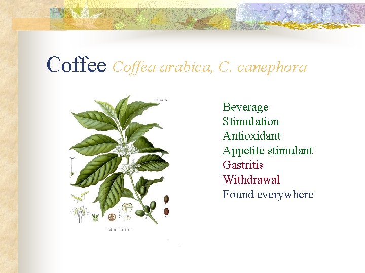 Coffee Coffea arabica, C. canephora Beverage Stimulation Antioxidant Appetite stimulant Gastritis Withdrawal Found everywhere