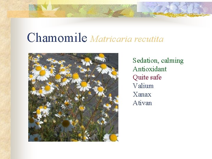 Chamomile Matricaria recutita Sedation, calming Antioxidant Quite safe Valium Xanax Ativan 