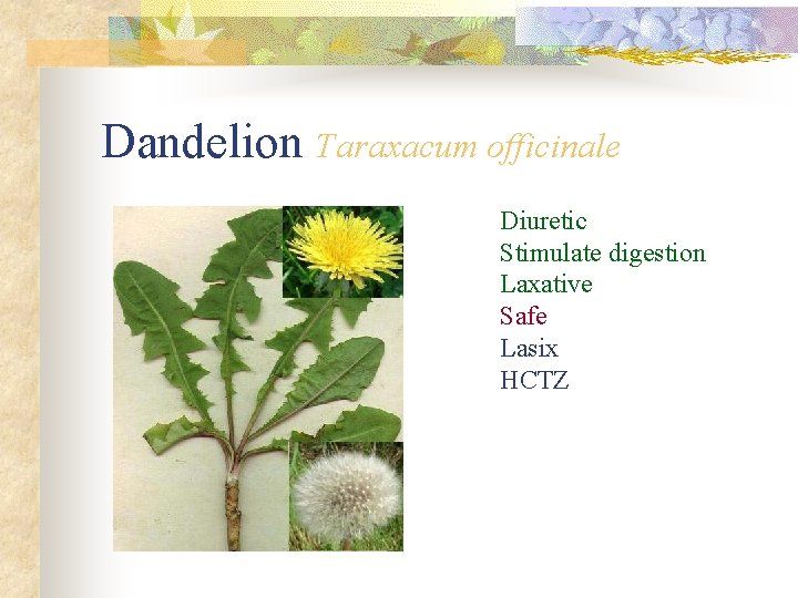 Dandelion Taraxacum officinale Diuretic Stimulate digestion Laxative Safe Lasix HCTZ 