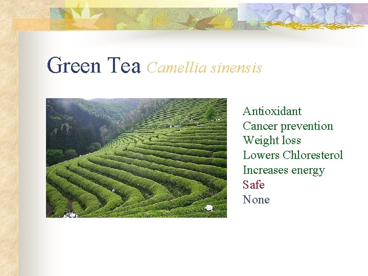 Green Tea Camellia sinensis Antioxidant Cancer prevention Weight loss Lowers Chloresterol Increases energy Safe