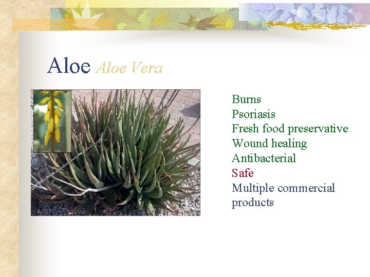 Aloe Vera Burns Psoriasis Fresh food preservative Wound healing Antibacterial Safe Multiple commercial products