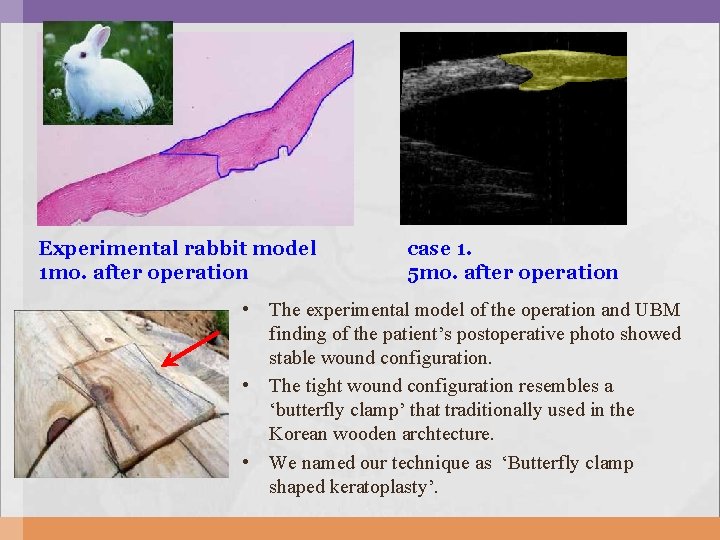 Experimental rabbit model 1 mo. after operation case 1. 5 mo. after operation • Experimental rabbit model 1 mo. after operation case 1. 5 mo. after operation •