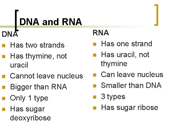 DNA and RNA DNA n Has two strands n Has thymine, not uracil n