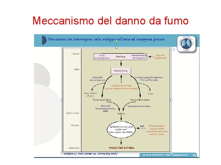 Meccanismo del danno da fumo 