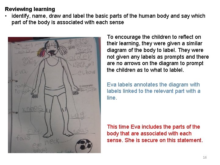 Reviewing learning • identify, name, draw and label the basic parts of the human