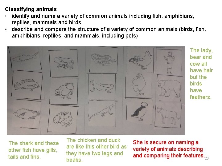 Classifying animals • identify and name a variety of common animals including fish, amphibians,