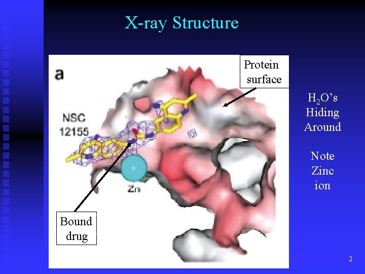 X-ray Structure Protein surface H 2 O’s Hiding Around Note Zinc ion Bound Zinc