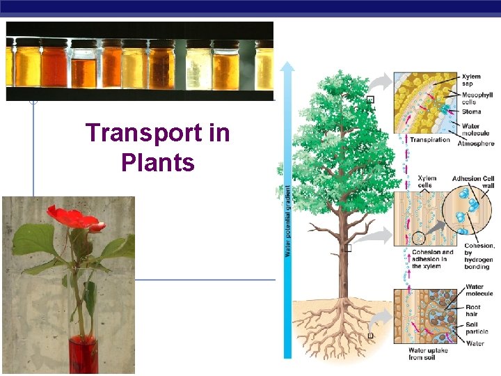 Transport in Plants AP Biology 2006 -2007 