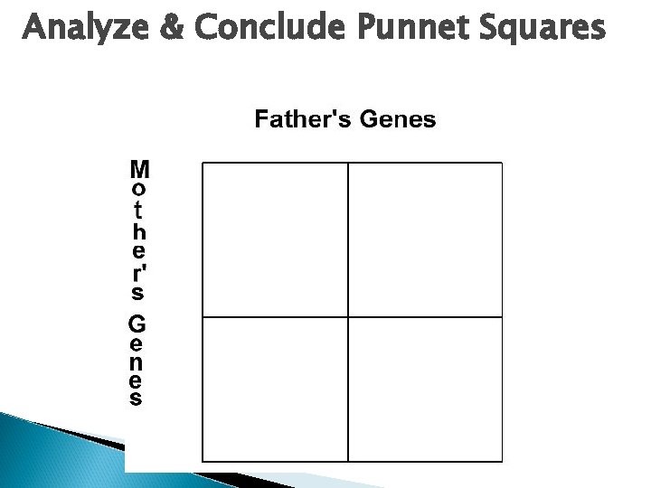 Analyze & Conclude Punnet Squares 