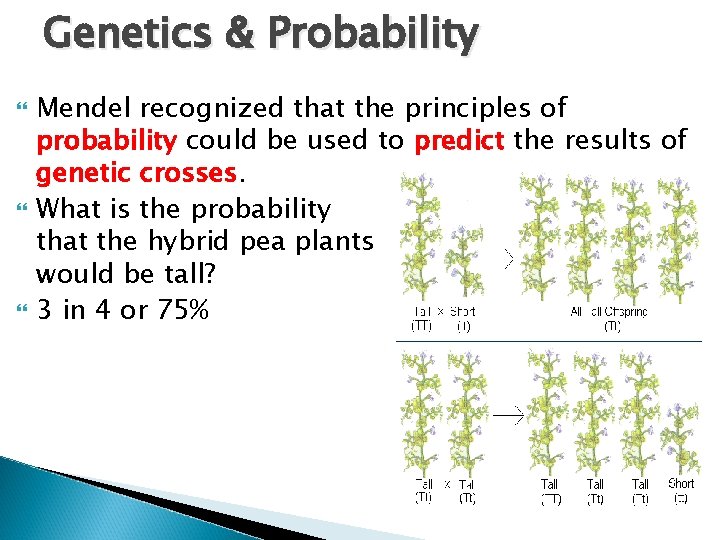 Genetics & Probability Mendel recognized that the principles of probability could be used to