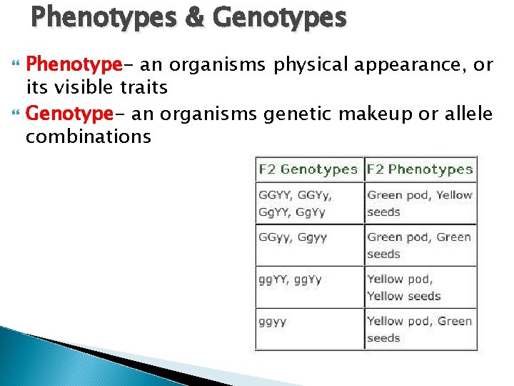 Phenotypes & Genotypes Phenotype- an organisms physical appearance, or its visible traits Genotype- an
