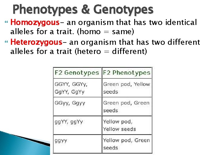 Phenotypes & Genotypes Homozygous- an organism that has two identical alleles for a trait.