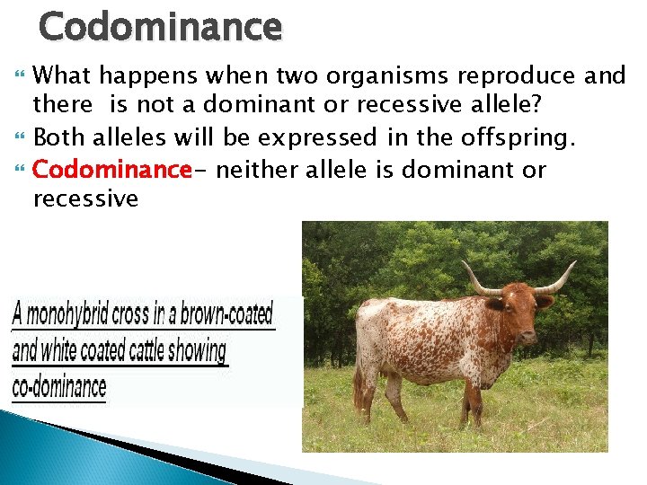 Codominance What happens when two organisms reproduce and there is not a dominant or