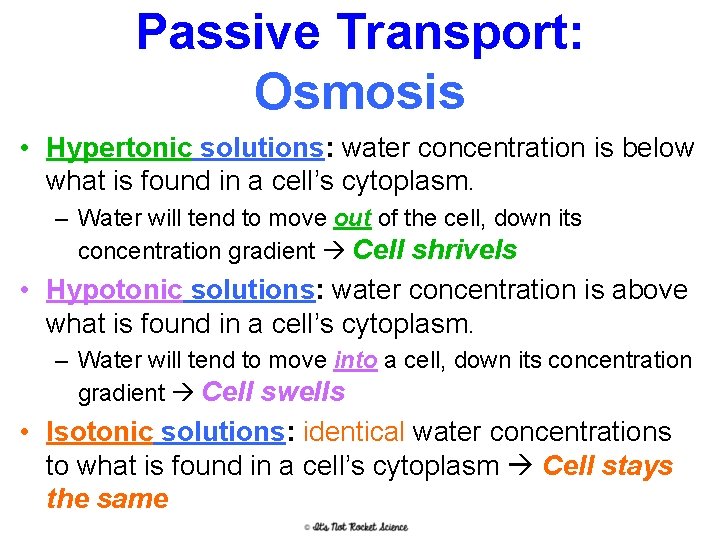 Passive Transport: Osmosis • Hypertonic solutions: water concentration is below what is found in
