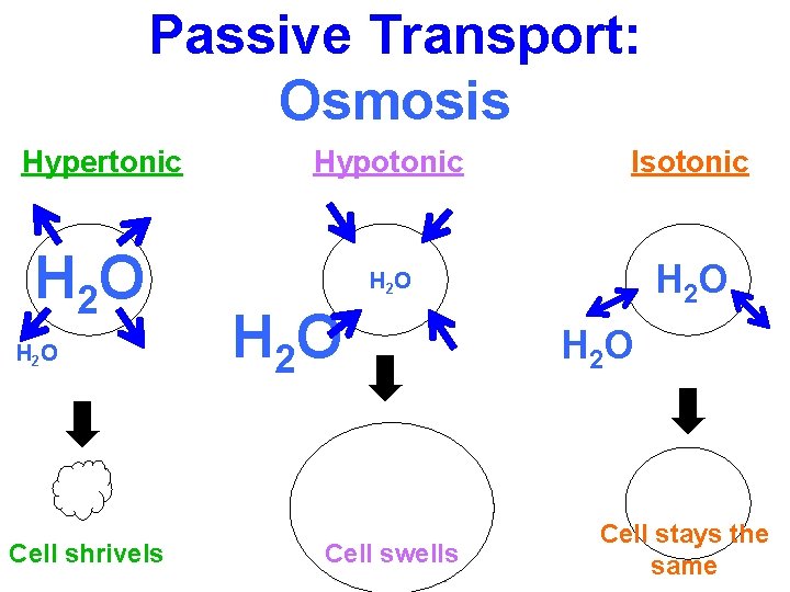 Passive Transport: Osmosis Hypertonic H 2 O H 2 O Cell shrivels Hypotonic Isotonic