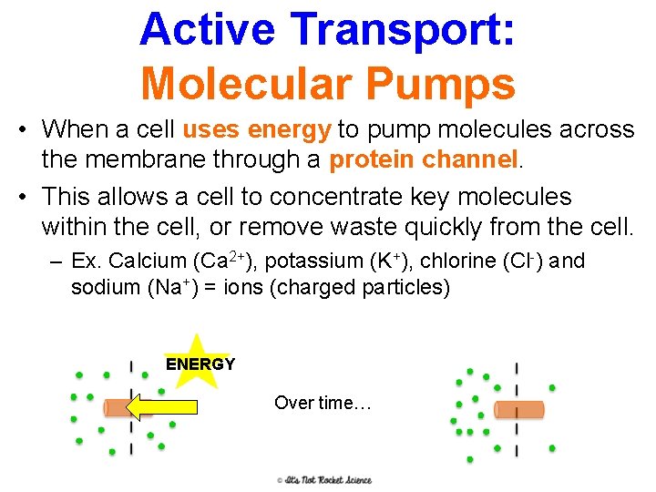 Active Transport: Molecular Pumps • When a cell uses energy to pump molecules across