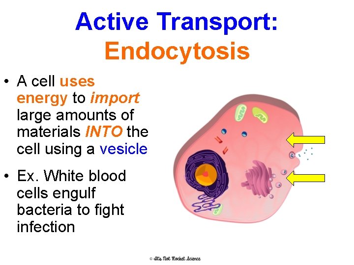 Active Transport: Endocytosis • A cell uses energy to import large amounts of materials