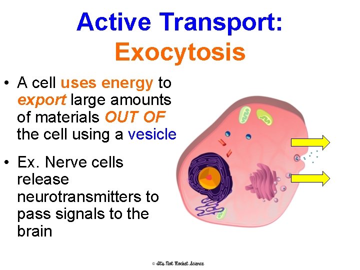 Active Transport: Exocytosis • A cell uses energy to export large amounts of materials