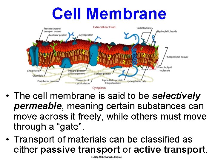 Cell Membrane • The cell membrane is said to be selectively permeable, meaning certain