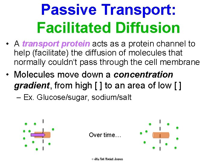 Passive Transport: Facilitated Diffusion • A transport protein acts as a protein channel to