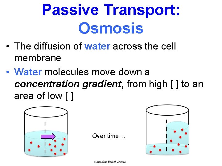 Passive Transport: Osmosis • The diffusion of water across the cell membrane • Water