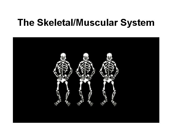 The Skeletal/Muscular System 
