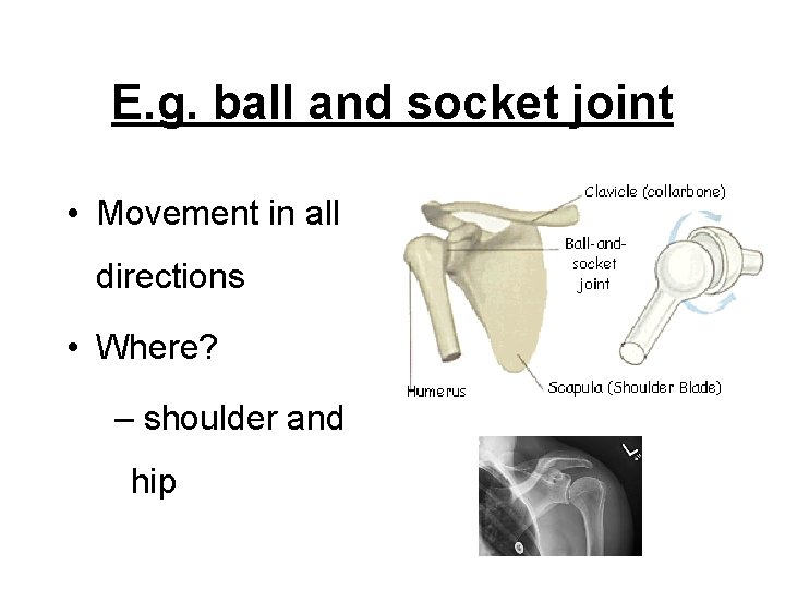 E. g. ball and socket joint • Movement in all directions • Where? –