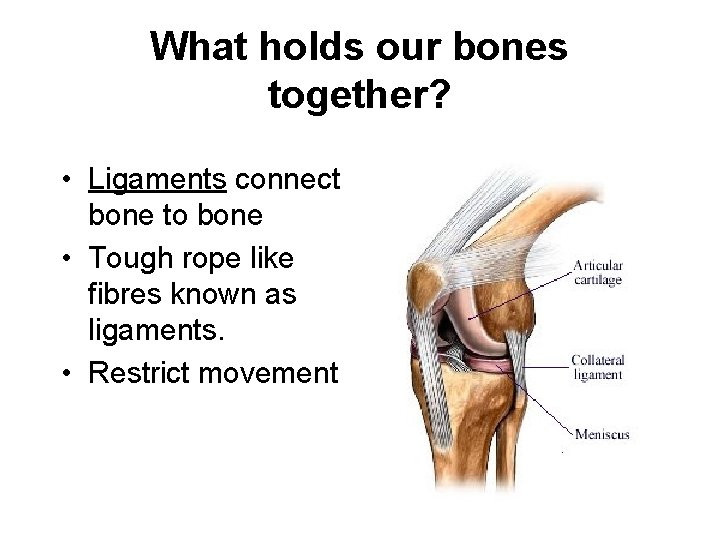 What holds our bones together? • Ligaments connect bone to bone • Tough rope