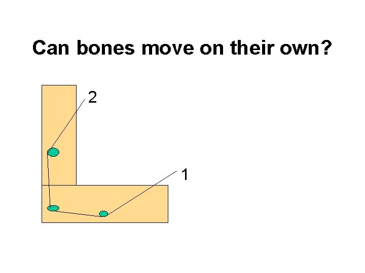 Can bones move on their own? 2 1 