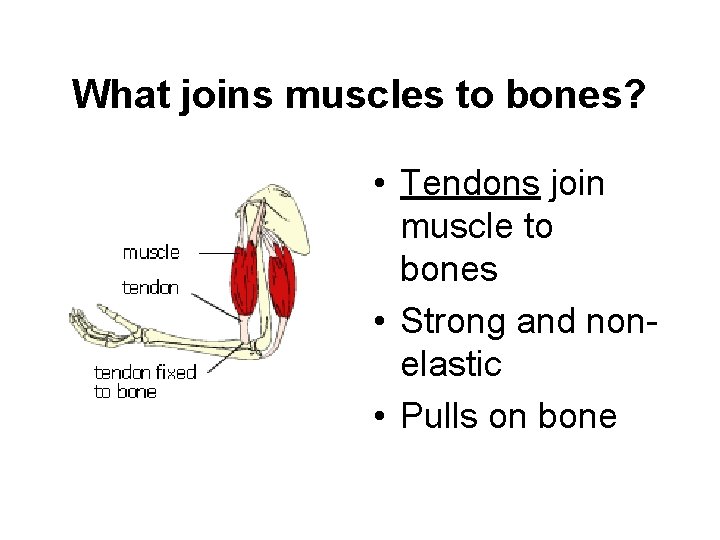 What joins muscles to bones? • Tendons join muscle to bones • Strong and